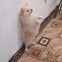 پامرانین بازی گوش|سگ|گلبهار, شهر جدید گلبهار|دیوار