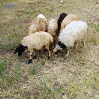 گوسفند بره نر ماده