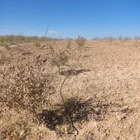 زمین کشاورزی ده هزارمتر