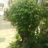 درخت گل گیاه تنه درخت طبیعی نهال|گل و گیاه طبیعی|تهران, طرشت|دیوار