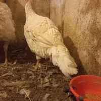 یک عدد بوقلمون ماده گوشتی تقریبا ۸کیلو کیلویی ۵۰۰