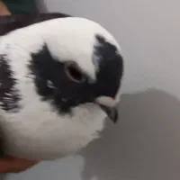 کبوترابلق|پرنده|اهواز, کوی رمضان|دیوار