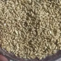 گندم آبی