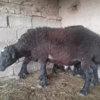 شیشک  بره قوچ  ۲ساله  قره قزل  اصلاح نژاد  دوقلوزا