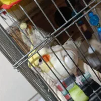 عروس هلندی مولد|پرنده|تهران, آهنگران (سراسیاب دولاب)|دیوار