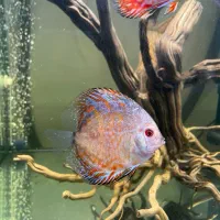 دیسکس|ماهی|تهران, یاخجی آباد|دیوار