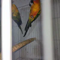 سان کانور خورشیدی|پرنده|مشهد, امام رضا (ع)|دیوار