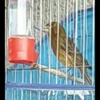 دوعدد قناری نر|پرنده|سنندج, |دیوار