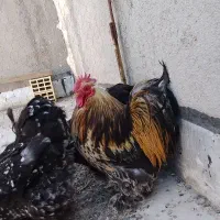 تخم‌نطفه‌دارکوشین