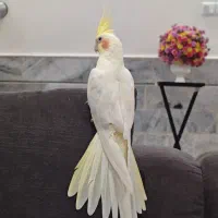 عروس هلندی|پرنده|کاشان, کارگر|دیوار