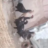 پرنده سیاه