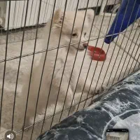 فروش توله پامر 3 ماهه