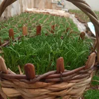 سبزه ی عید|گل و گیاه طبیعی|تهران, افسریه شمالی|دیوار