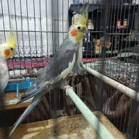 3عدد عروس هلندی|پرنده|اهر, |دیوار