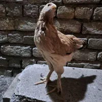 نیمچه برهما