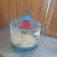 سهره خاکی بخون شلاقی|پرنده|قم, هفت تیر|دیوار