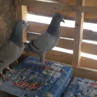 کفتر پلاکی|پرنده|شاهین‌شهر, گزبرخوار|دیوار