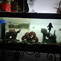 آکواریوم|ماهی|بروجرد, |دیوار