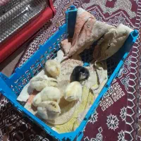 جوجه مرغ محلی