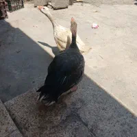 غاز سه ماهه