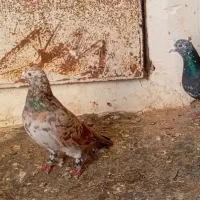 سار کرم