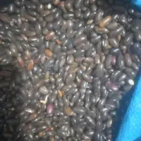 فروش لوبیا بذری