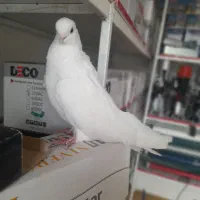 سفید نوک جم کاکولی|پرنده|میانه, |دیوار