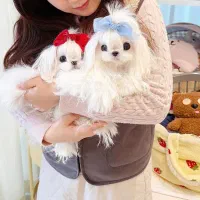 مالتیز سایز ریز|سگ|آستانه اشرفیه, |دیوار