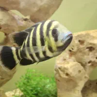 سیچیلاید زندانی