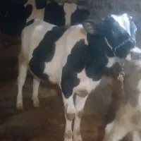 سه راس گوساله به فروش میرسد|حیوانات مزرعه|ایوان, |دیوار