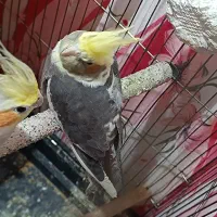 عروس هلندی|پرنده|ماکو, |دیوار
