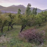 باغ-بادام-روستای-خران-مراد-اباد