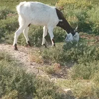 بز افغانی اصل