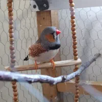 فنچ کینگ|پرنده|لنگرود, |دیوار