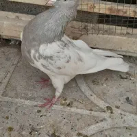 کبوتر کله الماسی ماده