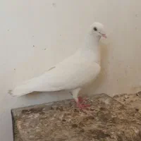 سفید بالاگیر.قناری