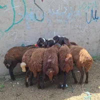 بره ماده های افشاری اصل پای قوچی داشتی (گوسفند