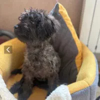 سگ پوی پودل