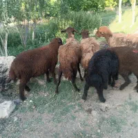 میش جوان بره ها بزرگ قیمت مناسب