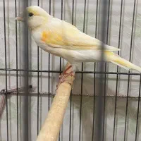 سه جفت قناری|پرنده|آران و بیدگل, |دیوار