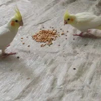 عروس دانه خور