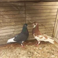 کفتر انگلیسی نرو ماده