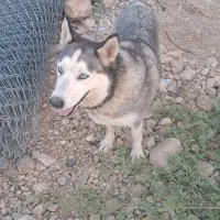 سگ نگهبان