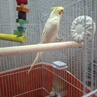 عروس هلندی سخنگو فروش فوری|پرنده|پیر بکران, |دیوار