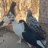 کبوتر بوم پرشی|پرنده|بجنورد, |دیوار