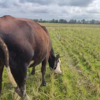 گاو شکم دارسمینتال  اصل درجه یک