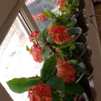 گل‌های خاص و باکیفیت به قیمت خرید