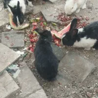 خرگوش