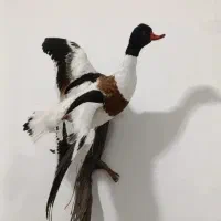 تابلو سه بعدی|مجسمه، تندیس، ماکت|چابهار, |دیوار