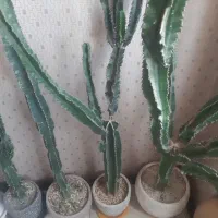 کاکتوس افوربیا